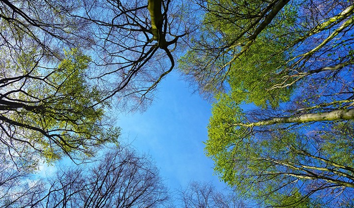 1_tree-3353617_1920__960x560.jpg