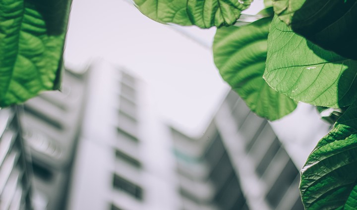 Bygninger grønne trær