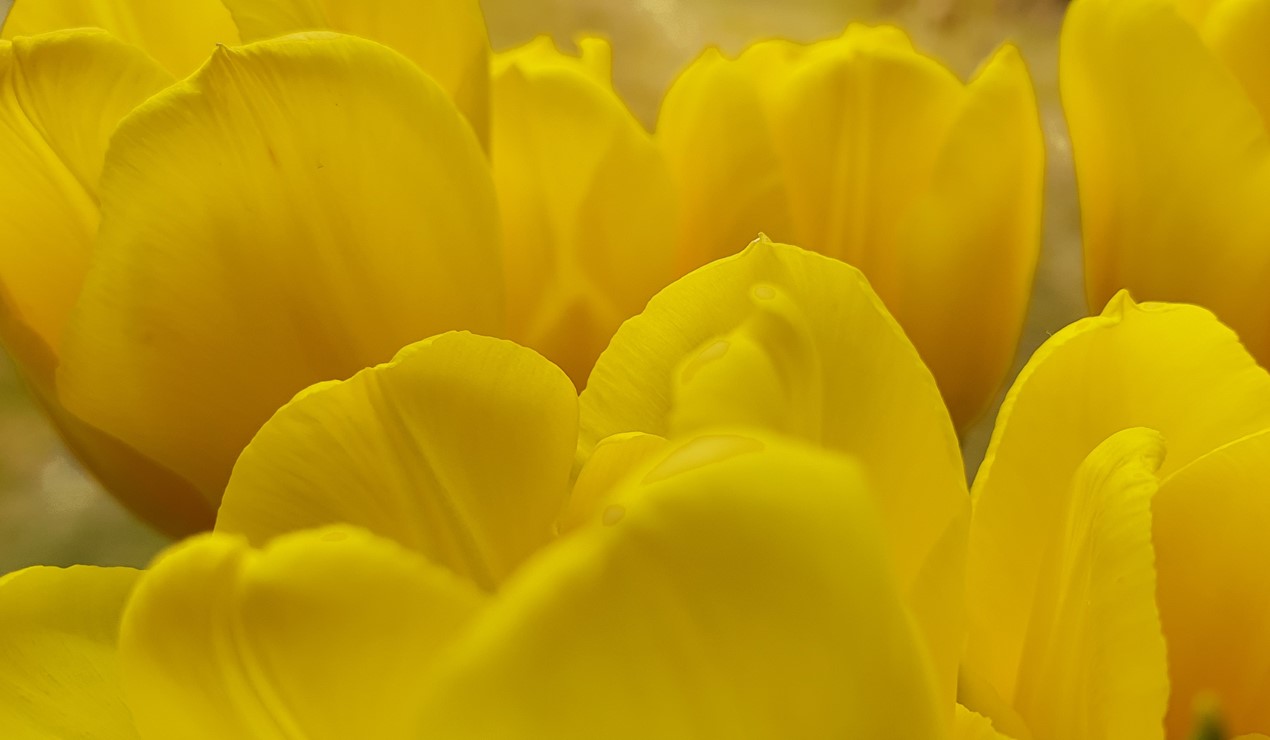 Pynt opp med blomster og annen påskepynt og gjør det beste ut av hjemmepåsken.